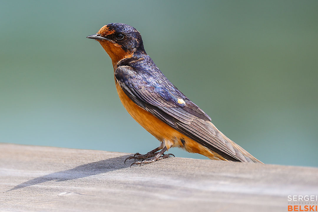 wildlife travel photographer sergei belski photo