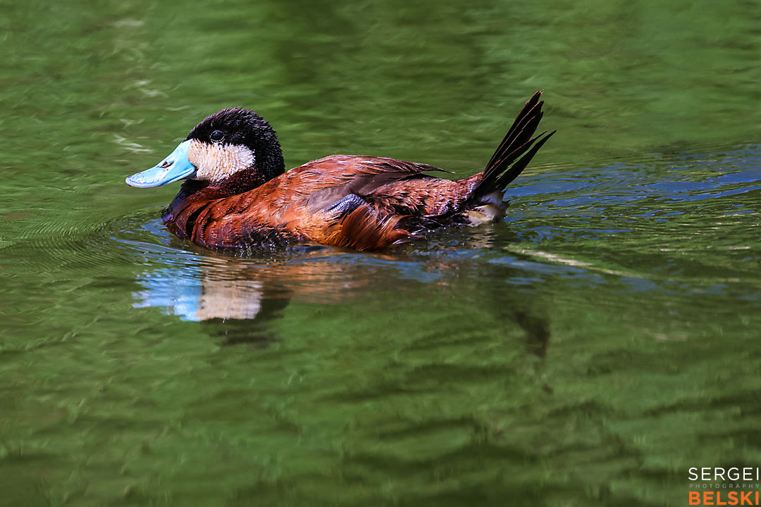 wildlife travel photographer sergei belski photo