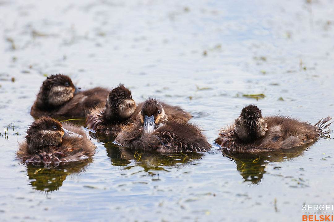 wildlife travel photographer sergei belski photo