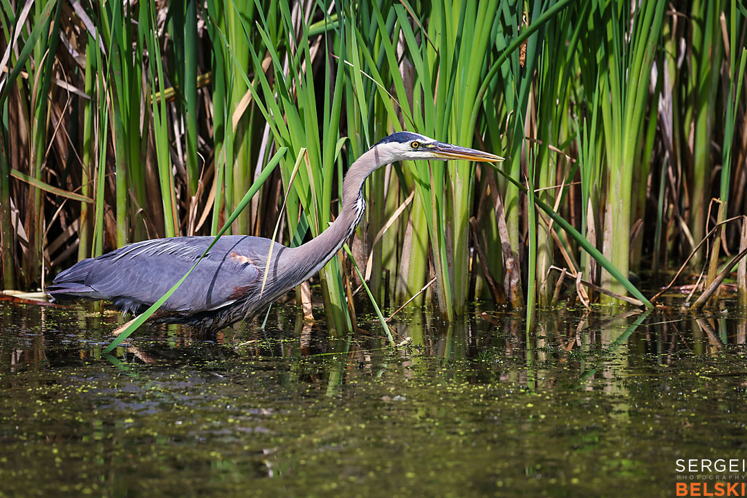 wildlife travel photographer sergei belski photo