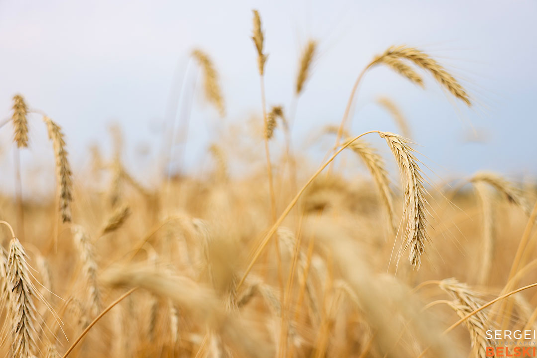 olds college harvest photographer sergei belski photo