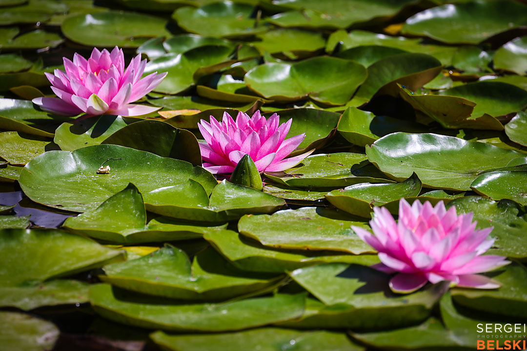 kelowna travel photographer sergei belski photo