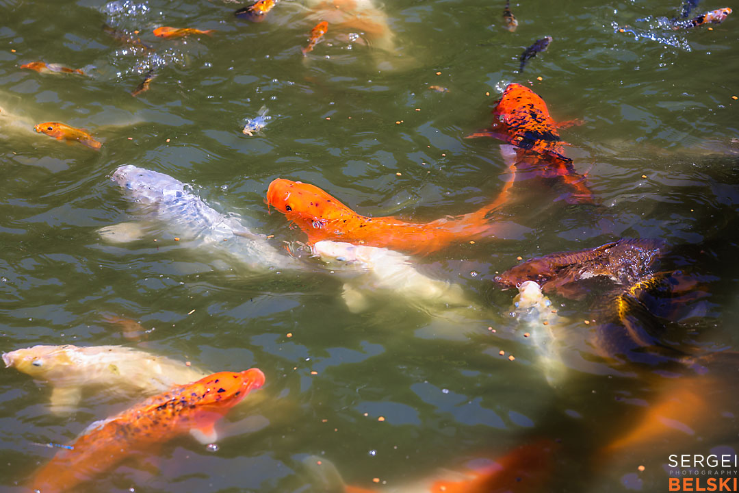 kelowna travel photographer sergei belski photo