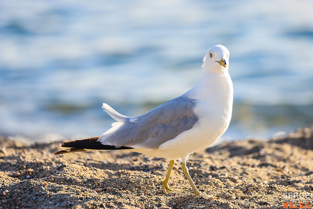 kelowna travel photographer sergei belski photo