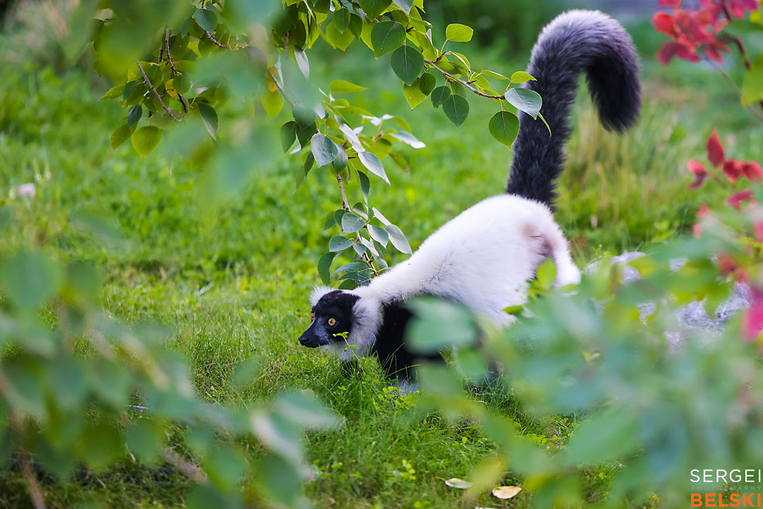 calgary zoo event photographer sergei belski photo