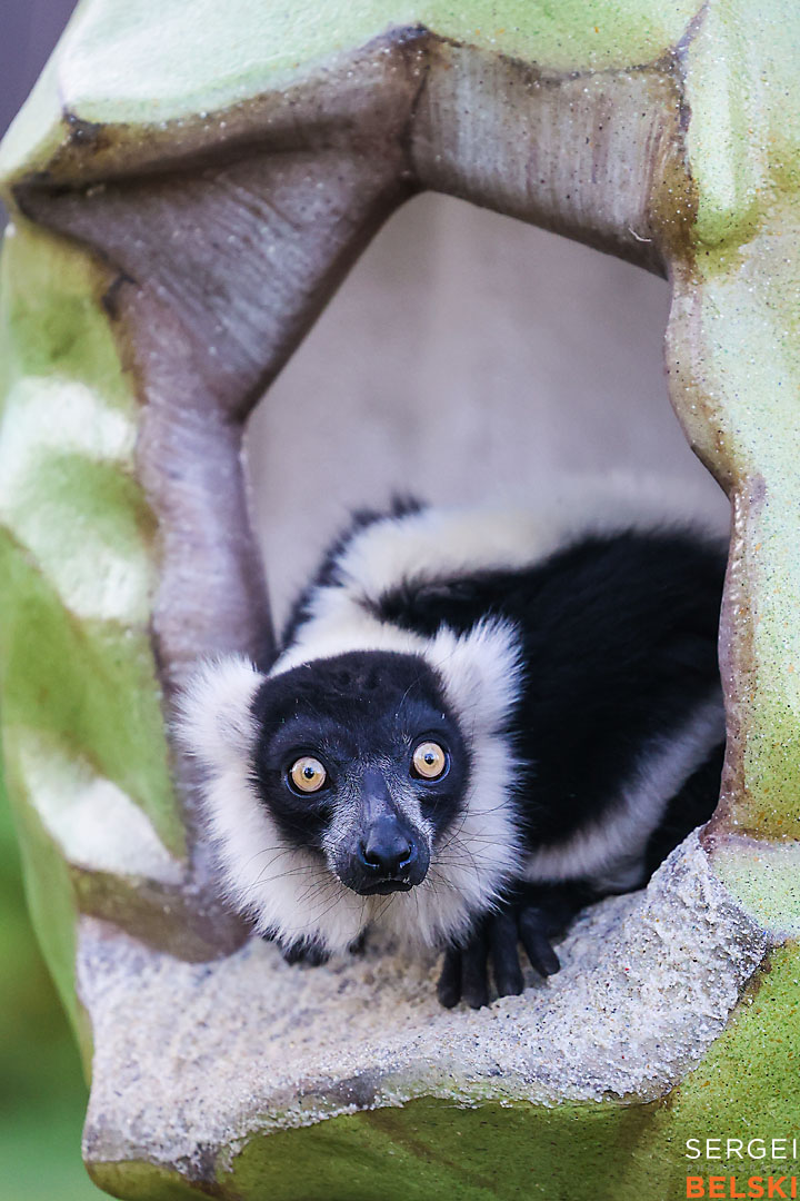 calgary zoo event photographer sergei belski photo