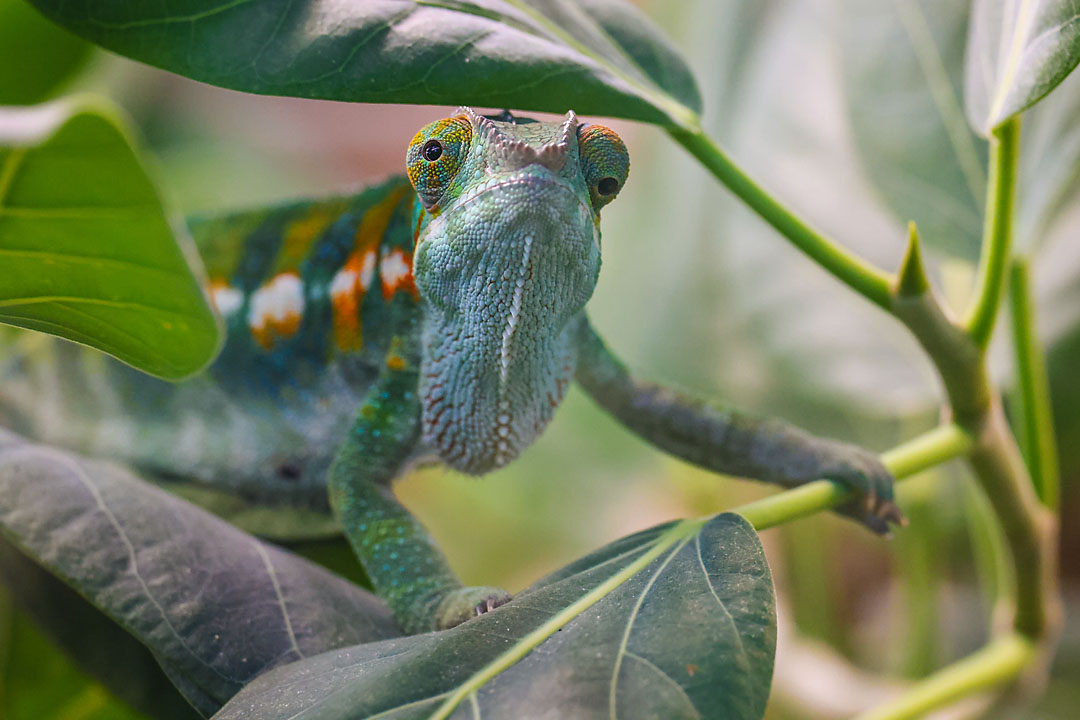 calgary zoo wildlife photographer sergei belski photo