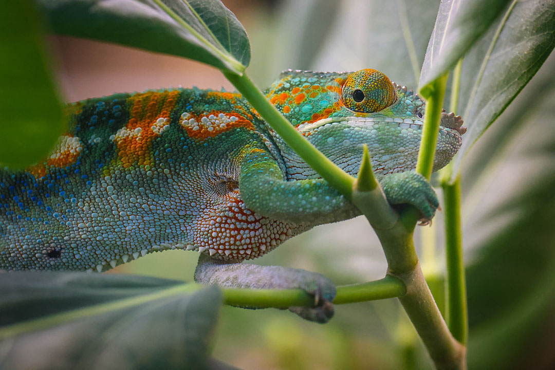 calgary zoo wildlife photographer sergei belski photo