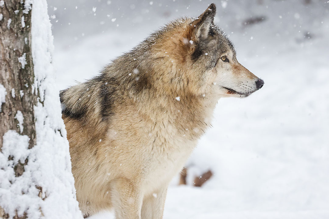 calgary zoo wildlife photographer sergei belski photo