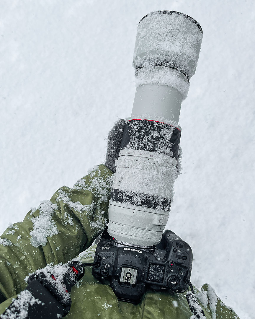 calgary zoo wildlife photographer sergei belski photo