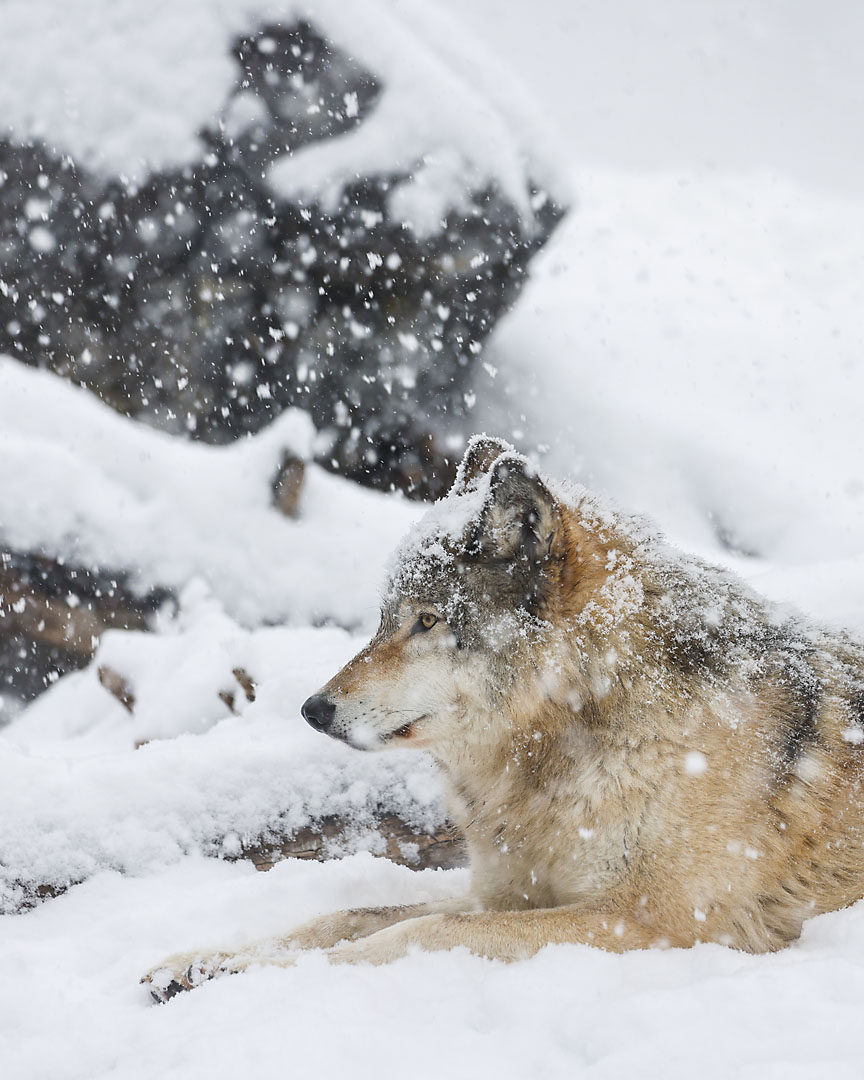 calgary zoo wildlife photographer sergei belski photo