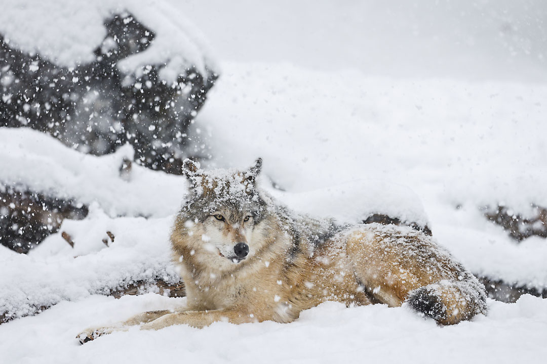 calgary zoo wildlife photographer sergei belski photo