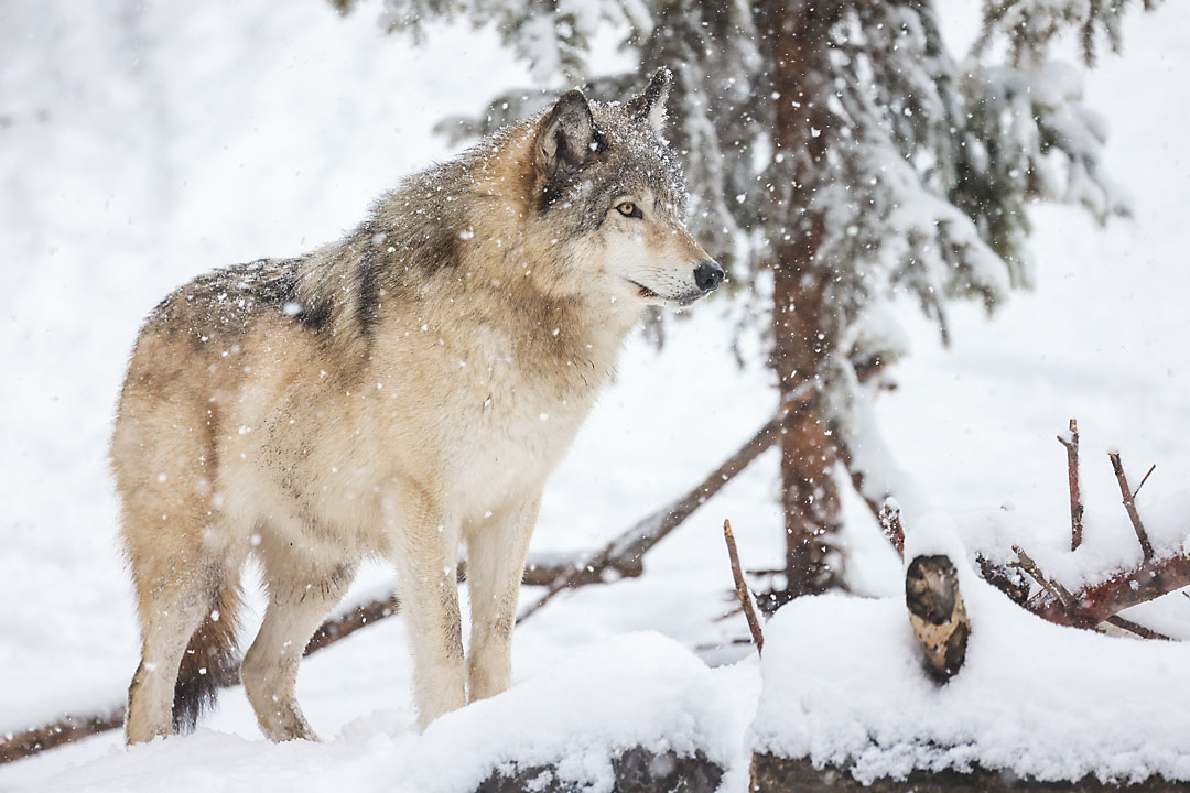 calgary zoo wildlife photographer sergei belski photo