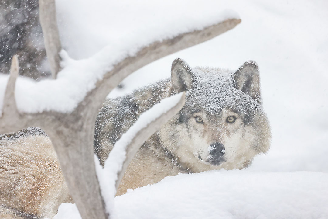 calgary zoo wildlife photographer sergei belski photo