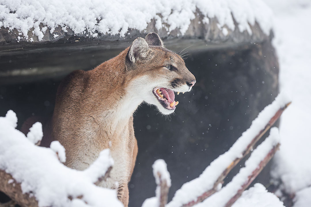 calgary zoo wildlife photographer sergei belski photo