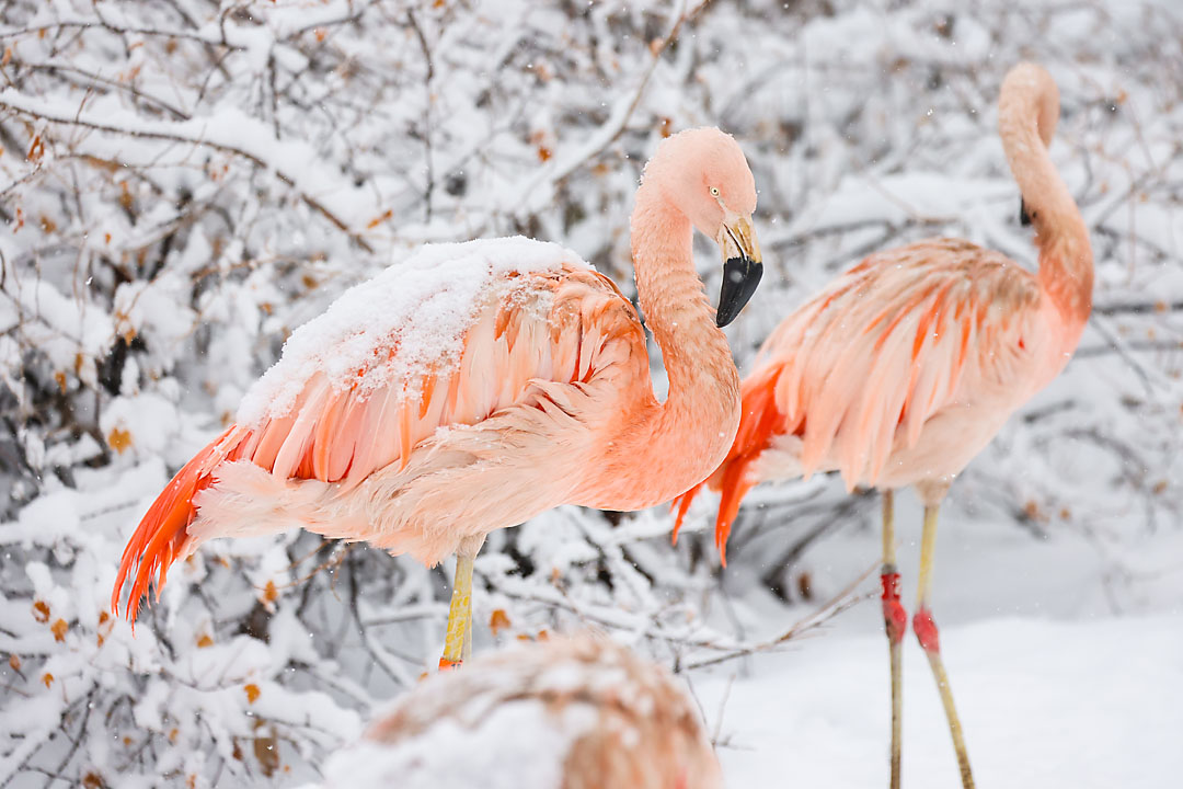 calgary zoo wildlife photographer sergei belski photo