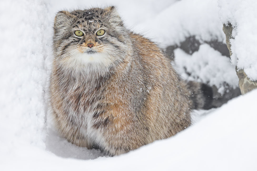 calgary zoo wildlife photographer sergei belski photo