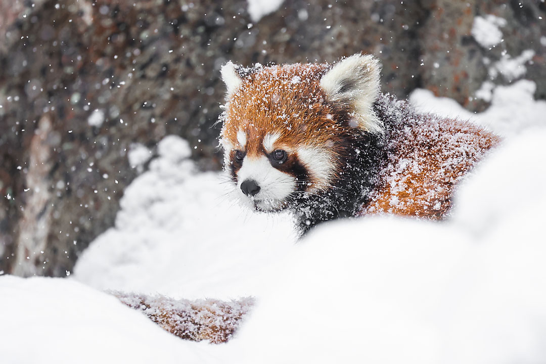 calgary zoo wildlife photographer sergei belski photo