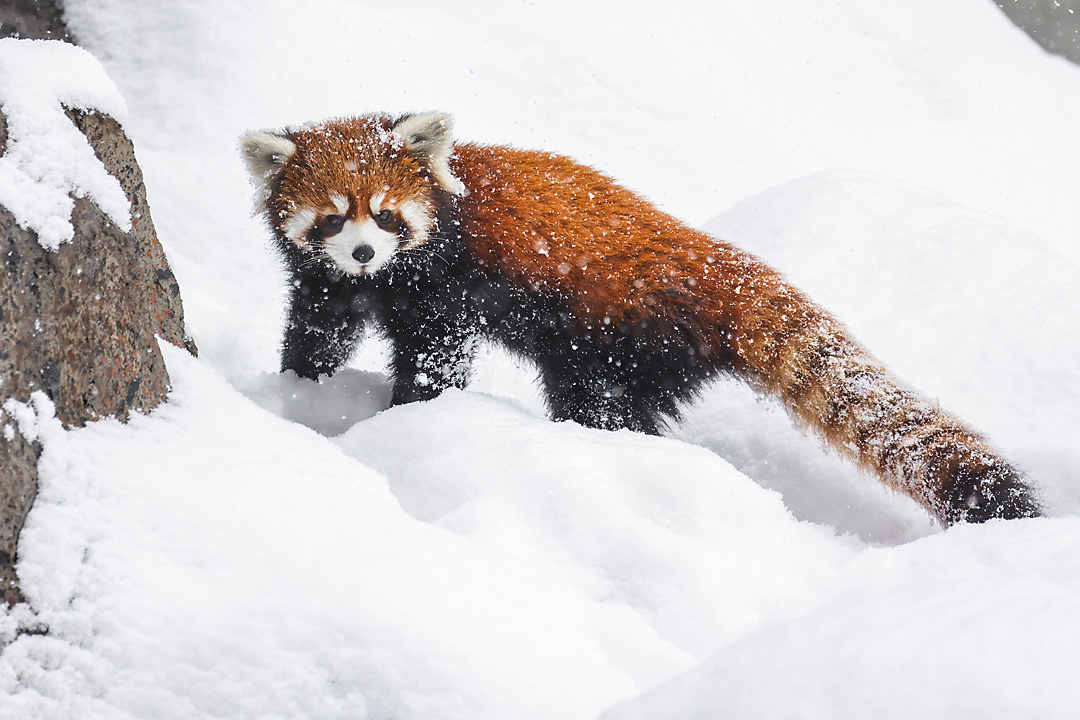 calgary zoo wildlife photographer sergei belski photo