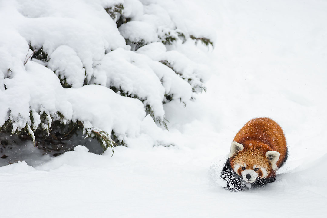 calgary zoo wildlife photographer sergei belski photo