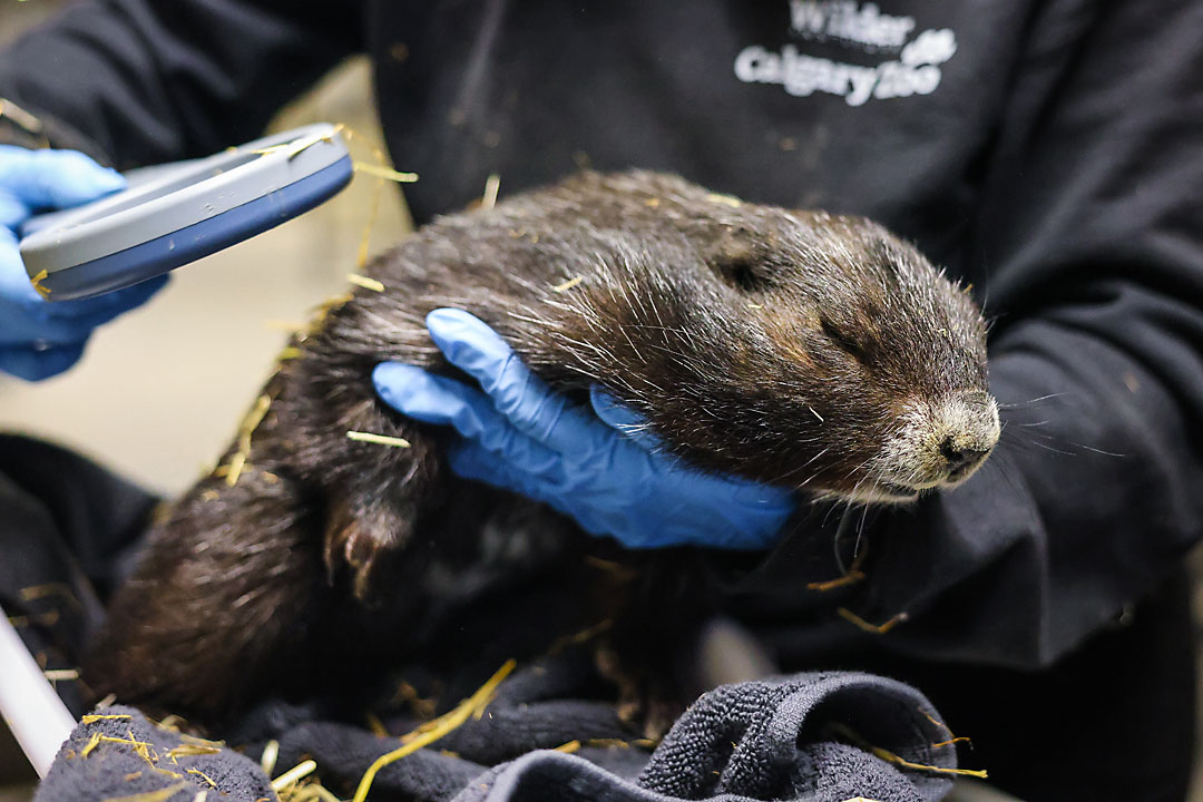 calgary zoo wildlife photographer sergei belski photo