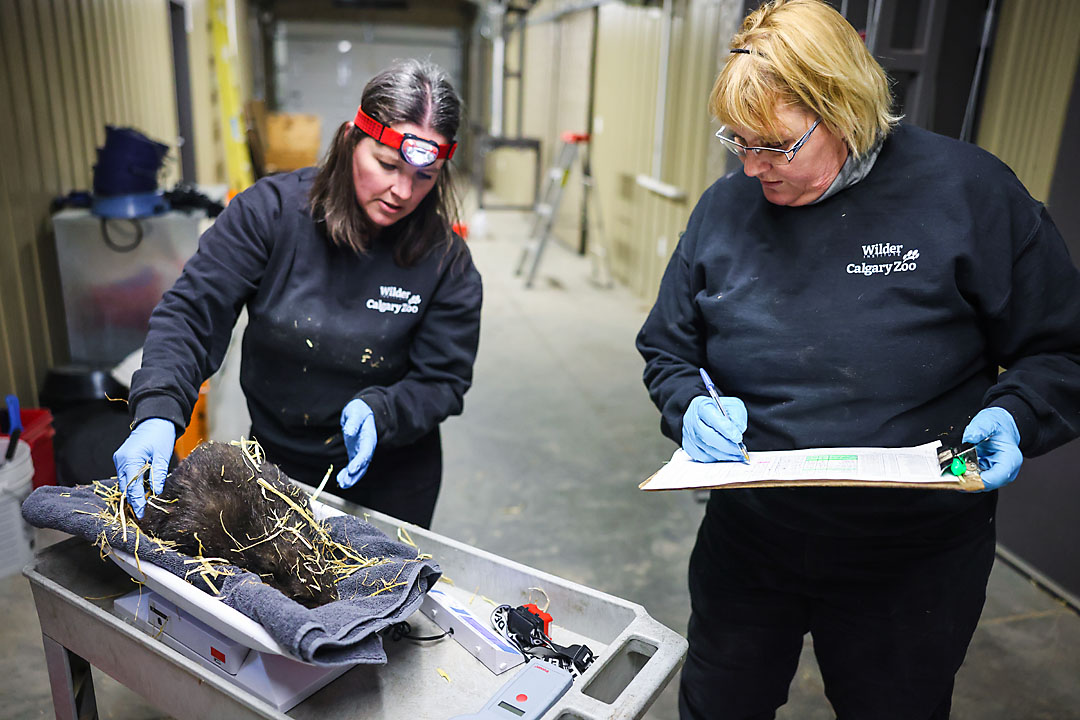 calgary zoo wildlife photographer sergei belski photo
