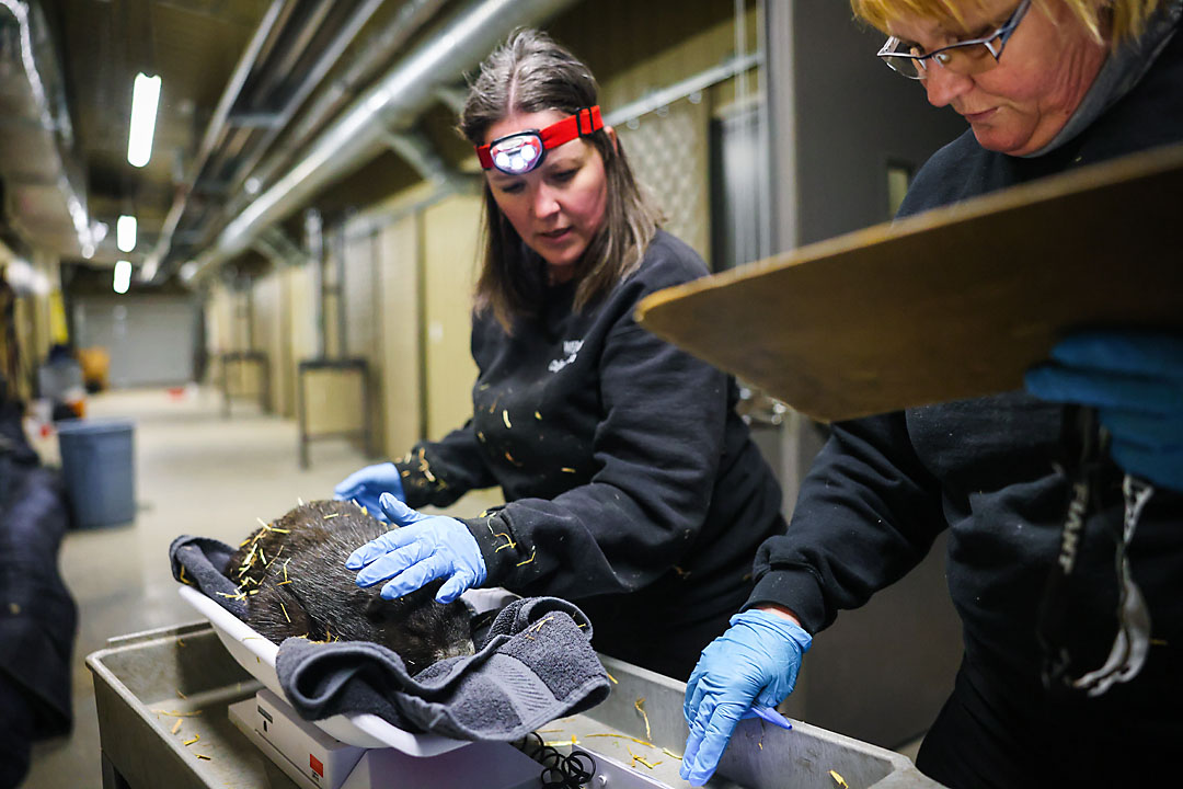 calgary zoo wildlife photographer sergei belski photo