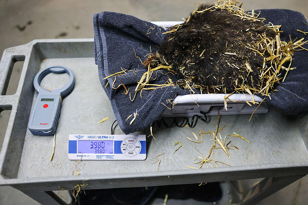 calgary zoo wildlife photographer sergei belski photo