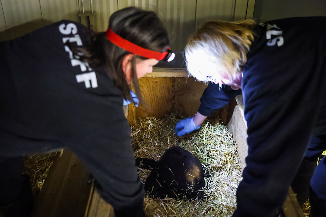 calgary zoo wildlife photographer sergei belski photo