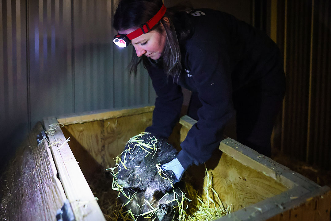 calgary zoo wildlife photographer sergei belski photo