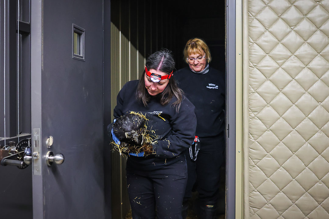 calgary zoo wildlife photographer sergei belski photo