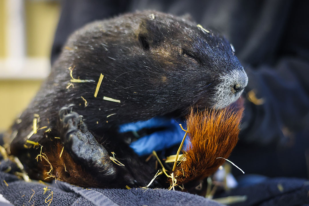 calgary zoo wildlife photographer sergei belski photo