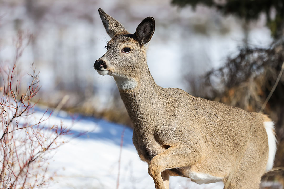 kananaskies wildlife photographer sergei belski photo