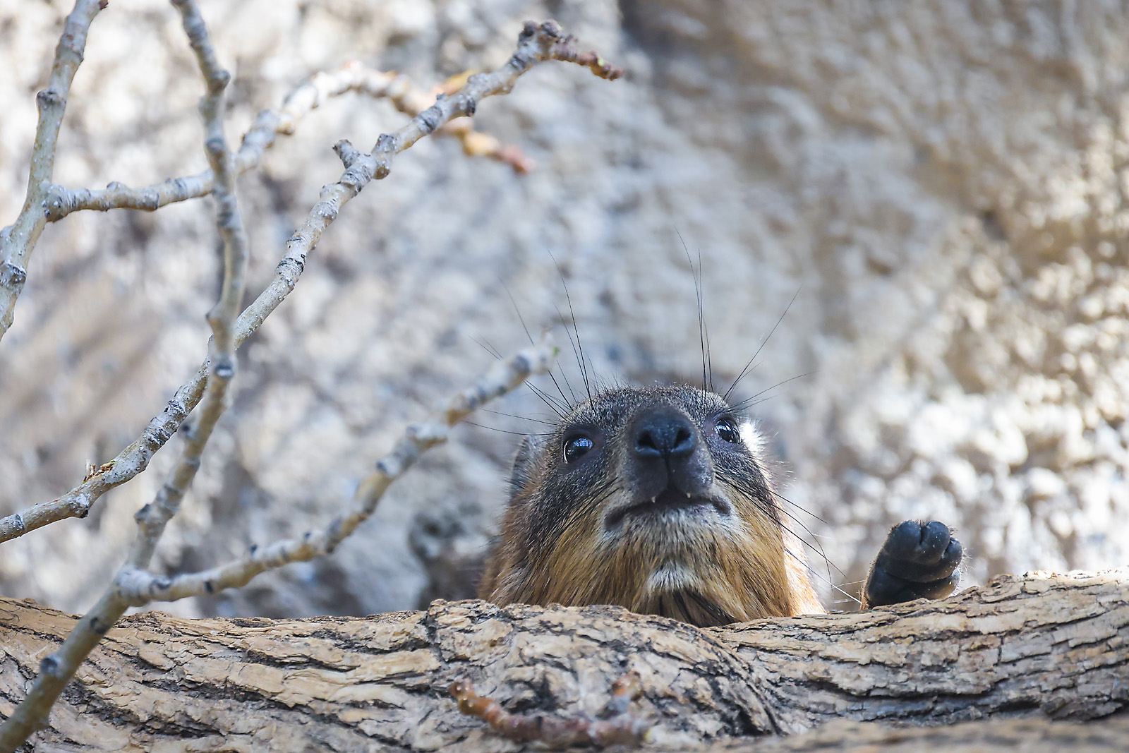 calgary zoo wildlife photographer sergei belski photo