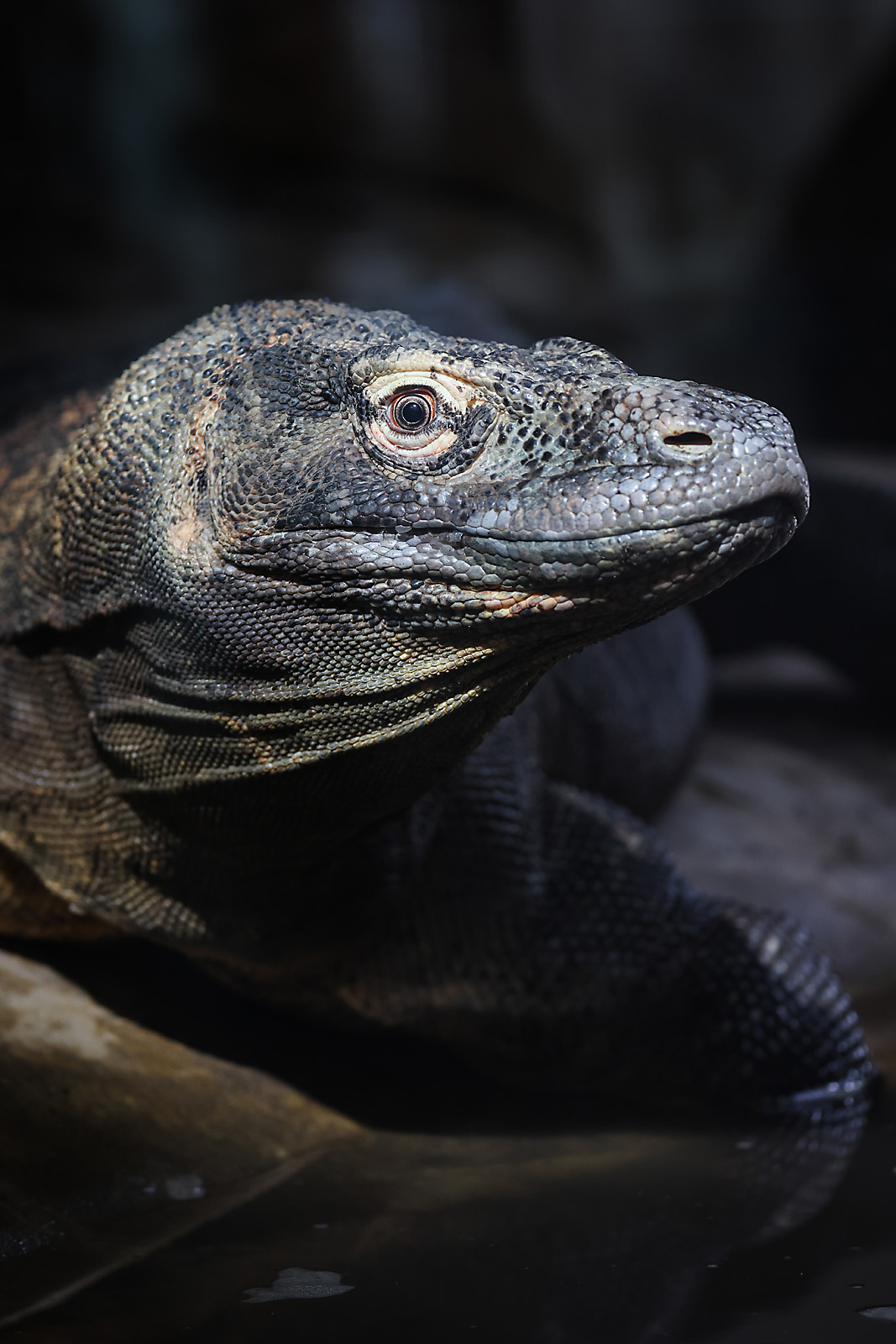 calgary zoo wildlife photographer sergei belski photo