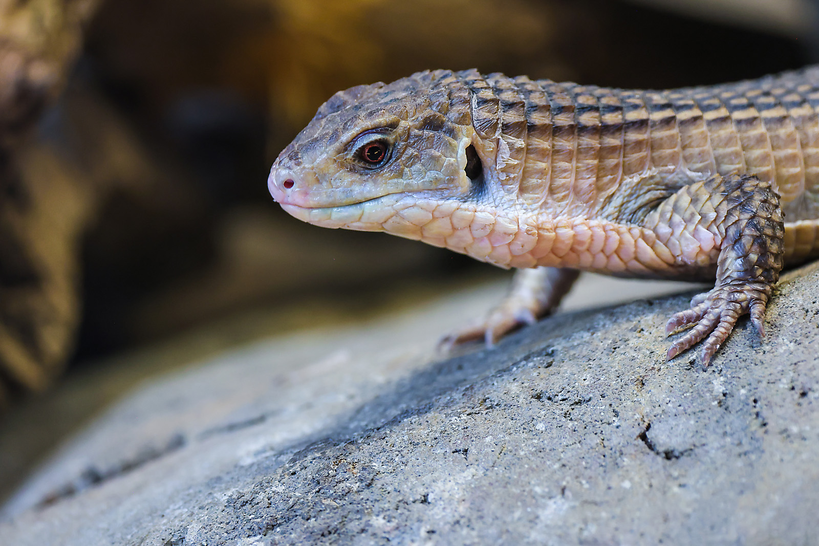 calgary zoo wildlife photographer sergei belski photo