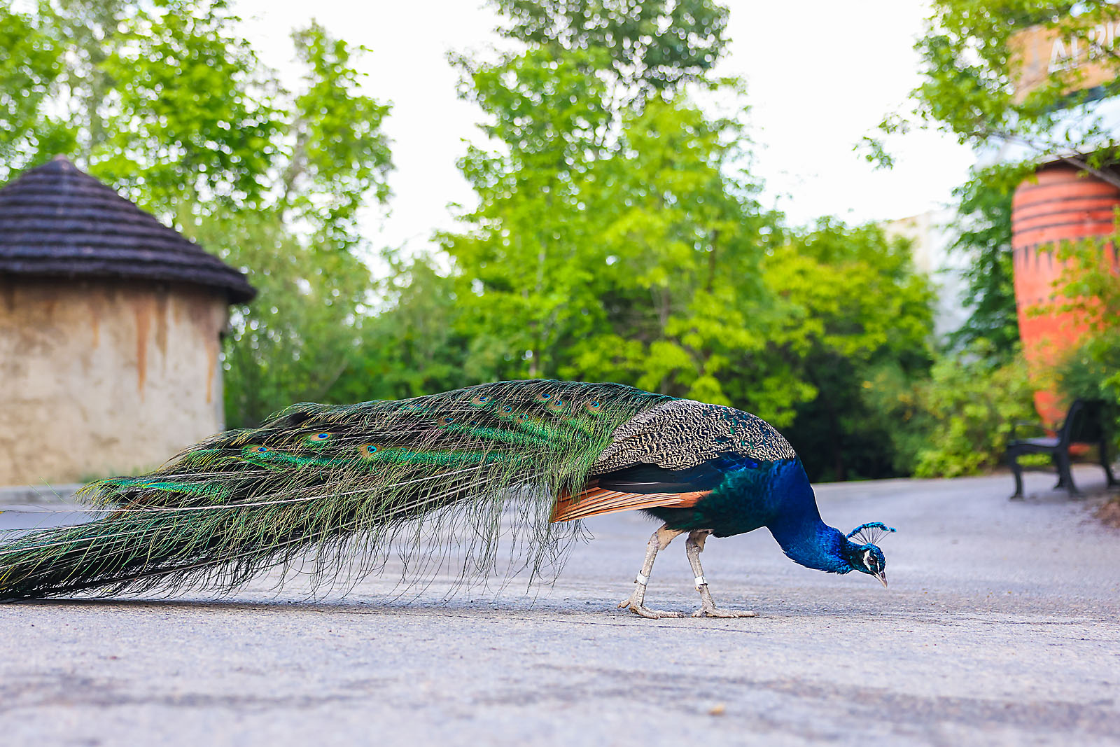 calgary zoo event photographer sergei belski photo