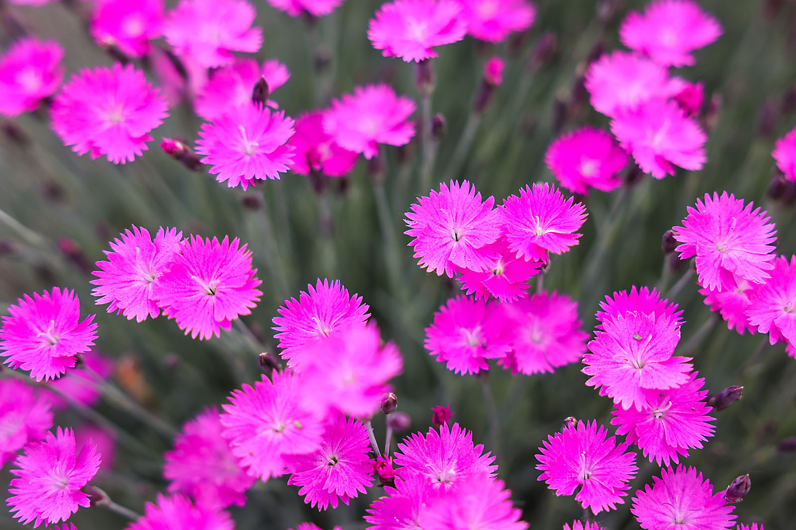 calgary zoo event photographer sergei belski photo
