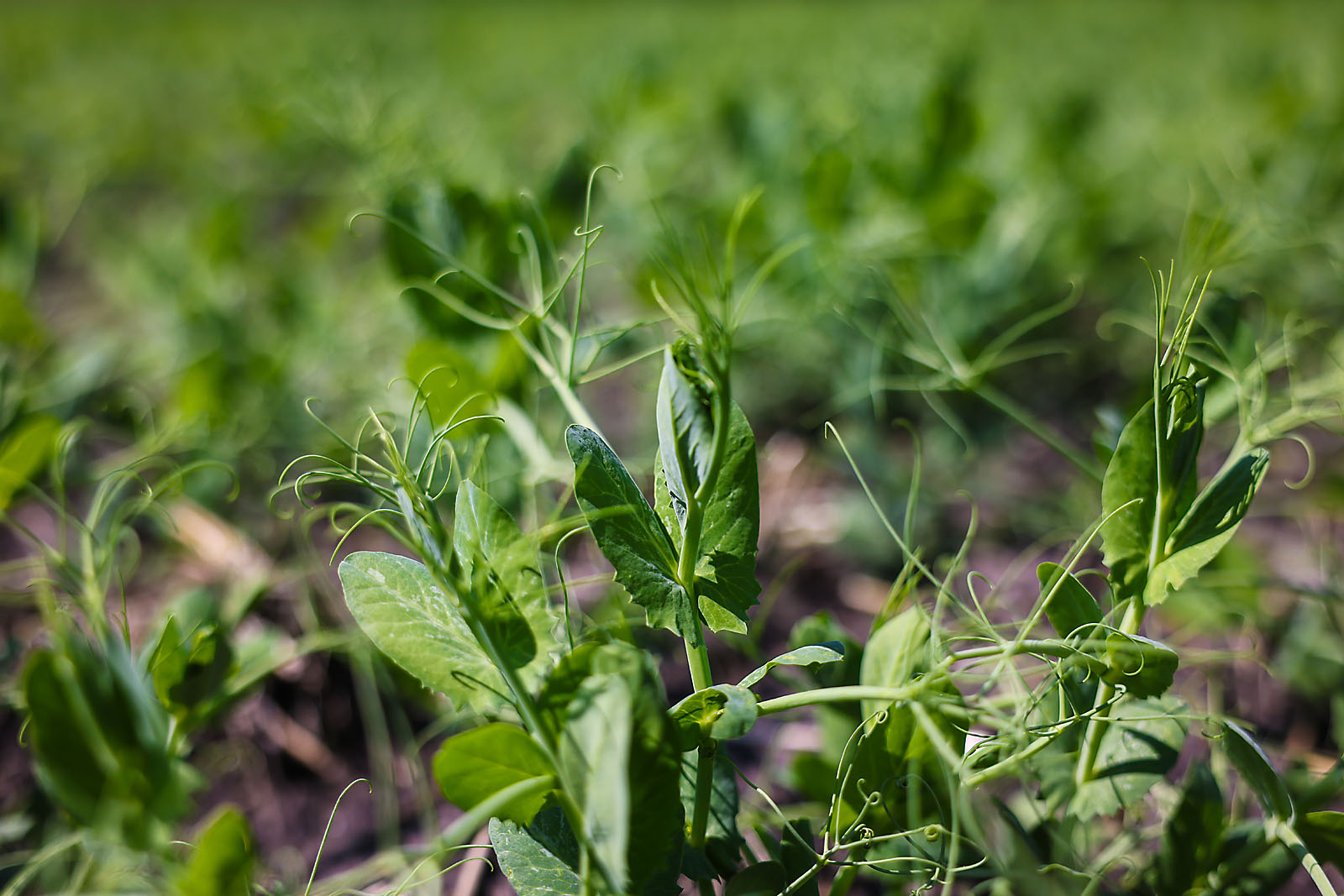 olds college calgary commercial photographer sergei belski photo