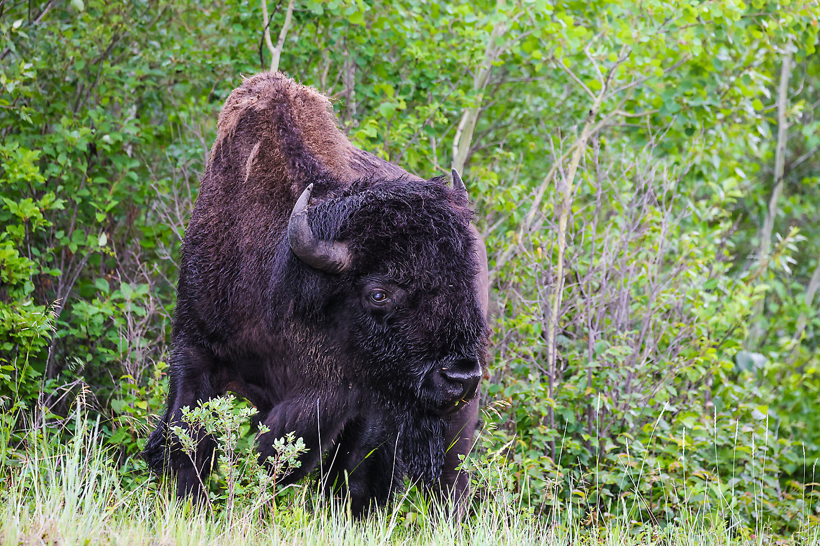 wildlife travel photographer sergei belski photo
