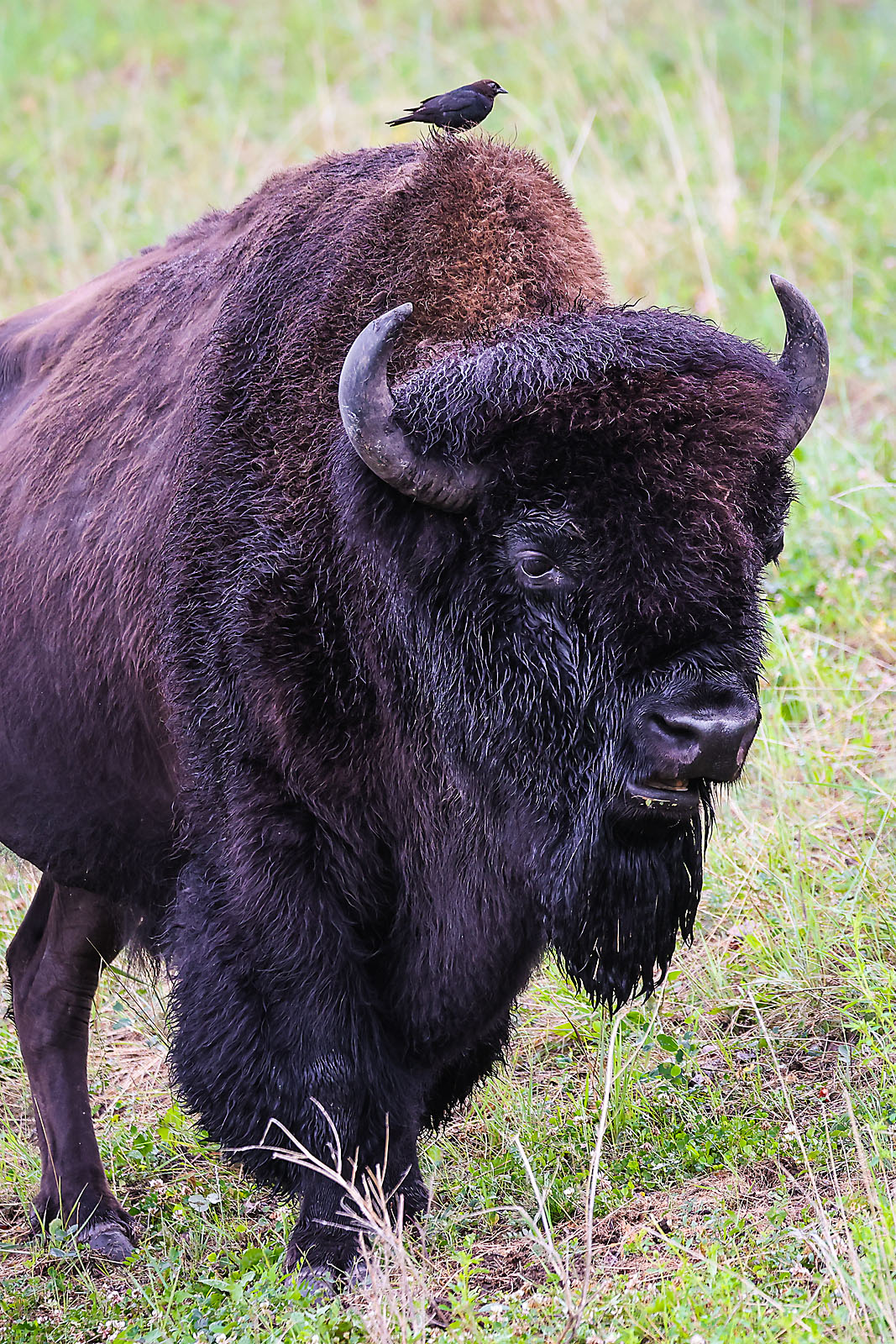 wildlife travel photographer sergei belski photo