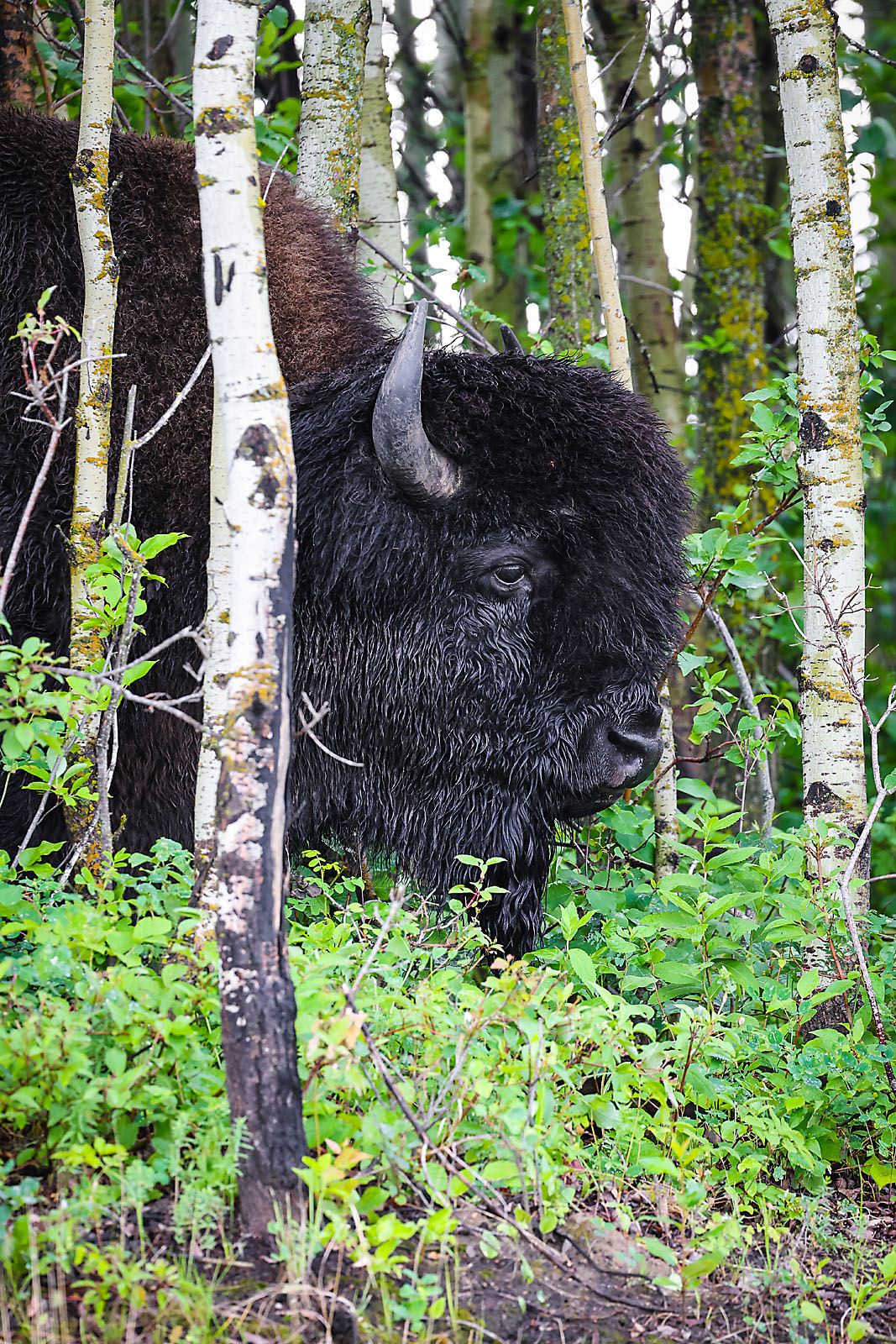 wildlife travel photographer sergei belski photo
