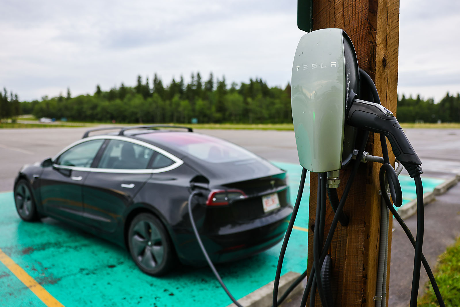 wildlife travel photographer sergei belski photo