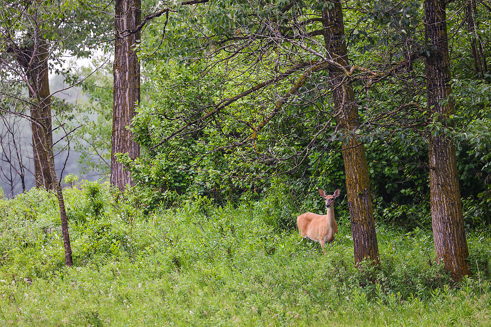 wildlife travel photographer sergei belski photo