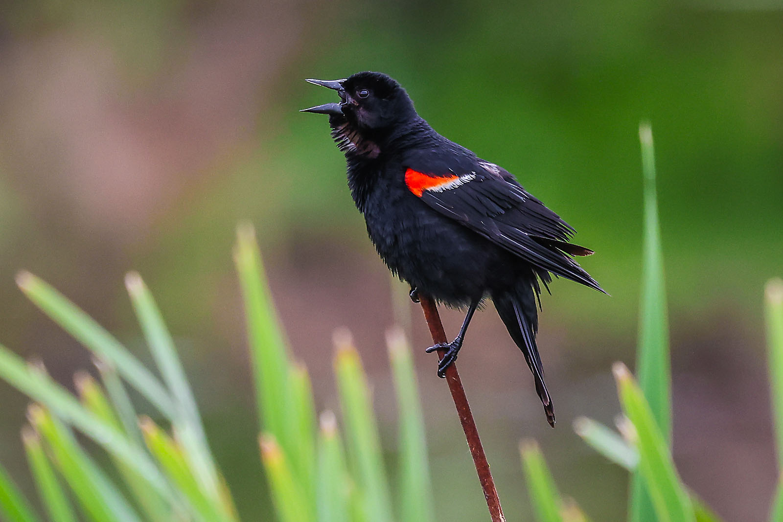 wildlife travel photographer sergei belski photo