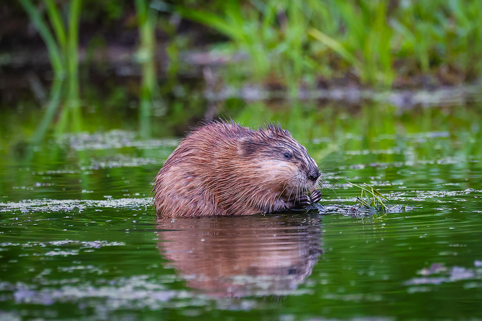 wildlife travel photographer sergei belski photo