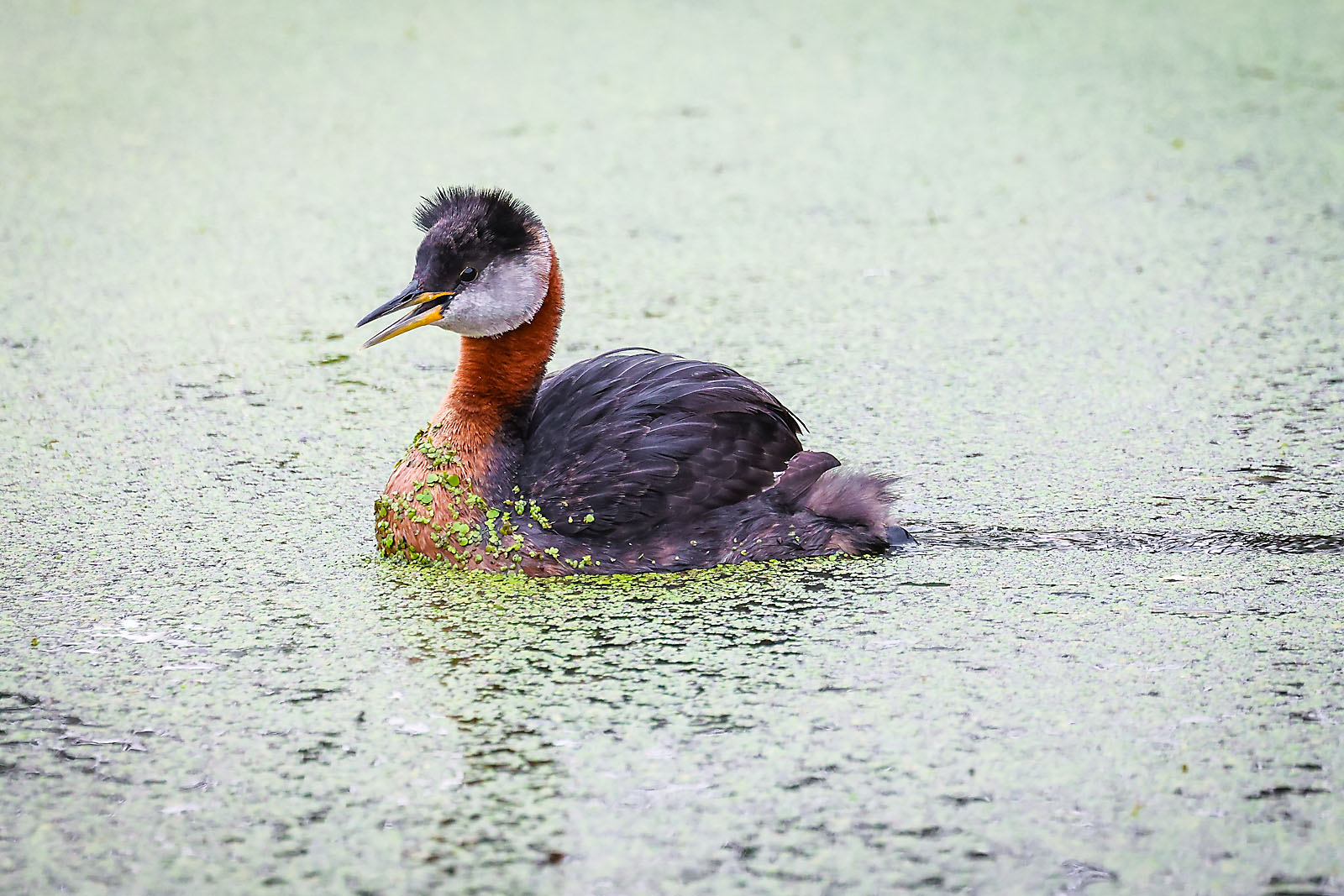 wildlife travel photographer sergei belski photo