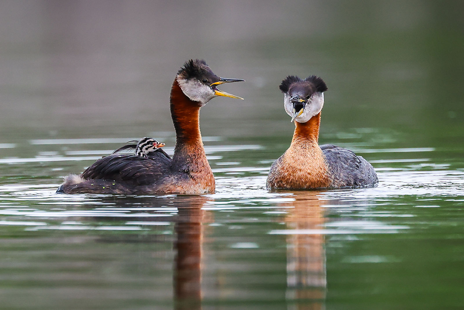 wildlife travel photographer sergei belski photo