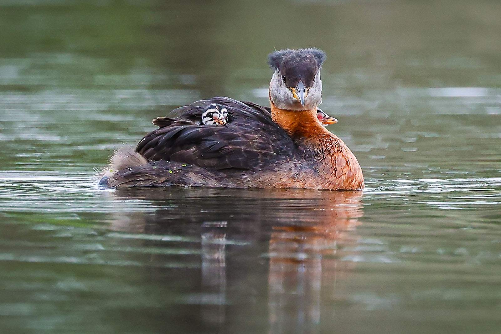 wildlife travel photographer sergei belski photo