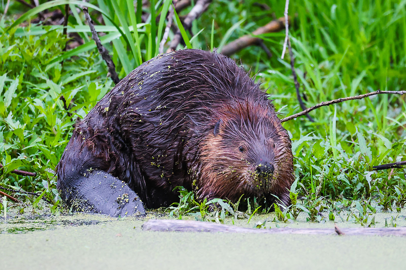 wildlife travel photographer sergei belski photo